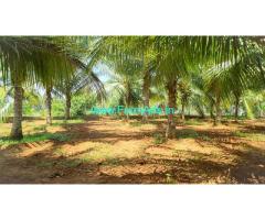7 Acres Beautiful Small Age Coconut Farm For Sale In Kovilpalayam