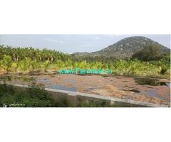 6 Acres Areca plantation for sale near Koratagere