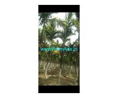 8 Acre plantation for sale in between Sira and Hiriyur
