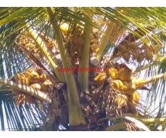 6 Acre 35 Guntas coconut grove for sale in Tiptur