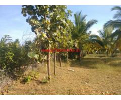 6 Acre 35 Guntas coconut grove for sale in Tiptur