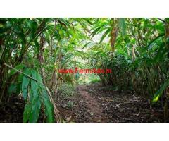 4 Acres Cardamom Plantation for sale in Mudigere