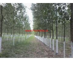 160 Bigah Agriculture Land for Sale in Biharigarh, Saharanpur