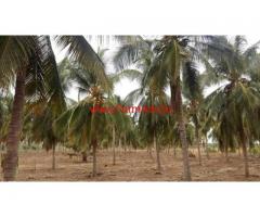 140 acres Agricultural land with coconut farm at Tiruppur