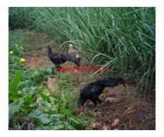 2.17 Acres Agriculture Land for sale in Pethampalayam,