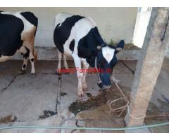 Dairy Farm - Boiler Farm - Layer Farm for rent near Bangalore