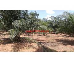 7.75 Acres Palm Oil Plantation for sale in Dwaraka Tirumala near Eluru