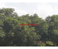 10 Acres Mango Orchard for sale near Gudibande - Chikballapur