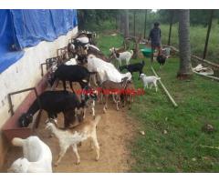 10 Acres Goat farm for rent or lease near Shravanabelagola