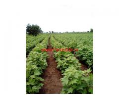 17.5 Acres Agriculture Land for sale in Wardha - Maharashtra