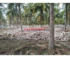46 Acres Coconut farm land for sale on Mysore to Gundlupet Road