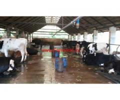Cow dairy farm for sale at kallar, Thiruvananthapuram.