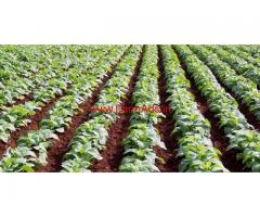 2.1 Acres Agriculture Land for sale in Jarlapalem -Addanki - Inkollu road