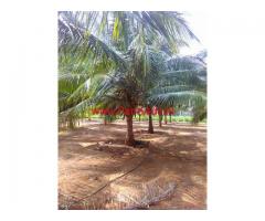6.5 Acres Coconut Farm with Farm House for sale in Patapampati - Pollachi