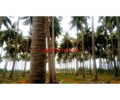 8.5 Acre Coconut farm land for sale in near vathalagundu