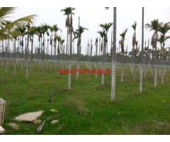 48 acres coconut - mango plantation for sale at Hosdurga