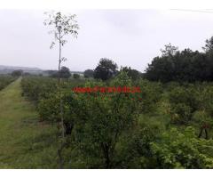 6 Acres Pomegranate Farm land for sale in Sira - Tumkur