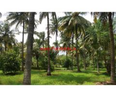 9 Acre Coconut Groove for sale Govindapuram Highway , Chittur, Palakkad