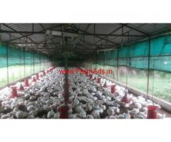 55 cent land with 2000 Sqft poultry farm for sale at Palakkad