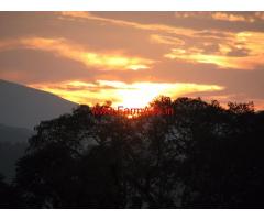 Well maintained coffee estate with a great view- chikkamagalur