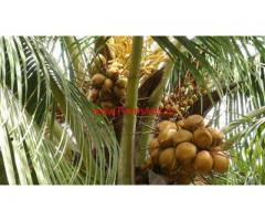 42 acres Coconute Farm for sale on Pollachi to Trissur Road