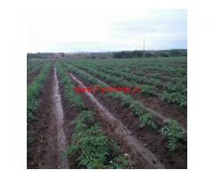 29 Acres Red Soil Farm Land for sale at Hiriyur