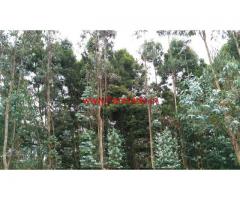 3 Acre eucalyptus trees farm land for sale in kodaikanal