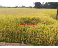3.24 Acres Wet land for sale Buddivalsa - Sarubujjili - Srikakulam