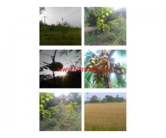 42 Acres Fertile farm land for sale Veerakeralamputhur, Tirunelveli