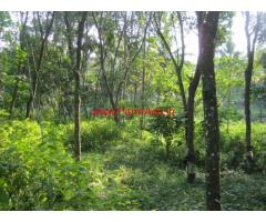 27 Cents square plot of rubber plantation for sale at Kozhuvanal, Palai