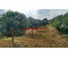 11 acres Mango and apple farm land for sale Gummakonda near Jedcherla