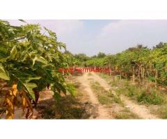 6.5 Acres Papaya and Mango  Farm for sale near Chitoor.