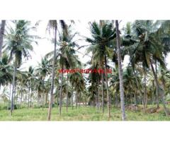 11 Acres Coconut Farm for sale near Shoolagiri - Hosur