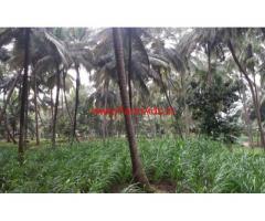 1.50 Acres High Yeilding Coconut Farm for sale at Chittur
