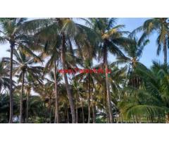 1.80 Acre Coconut Farm for sale near Udumalapati