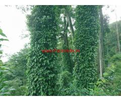 58 Acres Coffee and Pepper Estate for sale at Kodaikanal