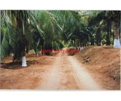 40 Acres High Yeilding Coconut Farm for sale near Periyapodhu