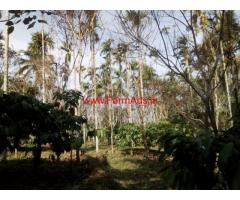 1.5 acre agricultural land for sale at Nadavayal - Wayanad