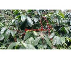 Coffee plantation for sale at Balehonnur - 3 Acres