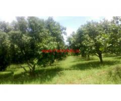 4.5 acre Mango groove for sale in Marrikuntapalli - Chitoor