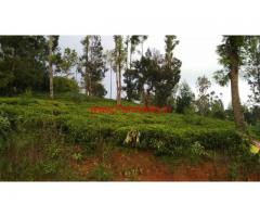 32 cents tea estate available for sale in Achanakal Ooty