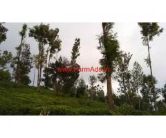 32 cents tea estate available for sale in Achanakal Ooty