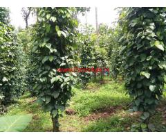 2 acer pepper plantation with house for sale at Idukki