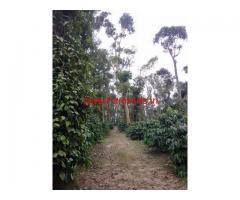 13 Acres Coffee Estate for sale at Gullanpete - Chikmagalur