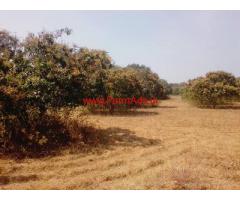 1 acre 20 gunta mango farm land for sale near chanapatna
