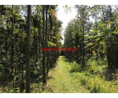 3.28 acres multi crop plantation for sale at Chikmagalur
