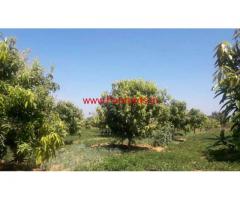 20 acre Mango groove is available for sale in Nimmanapalli - Chitoor