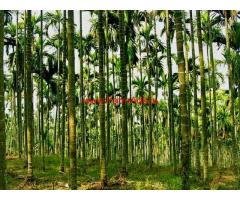 8.5 acres of agricultural land for sale At Kundapura