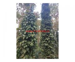 Coffee Estate for sale at Shanivarsanthe - coorg