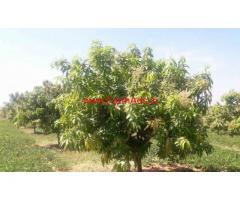 7.5 Acres Mango Farm for sale in Chitoor - Andhra